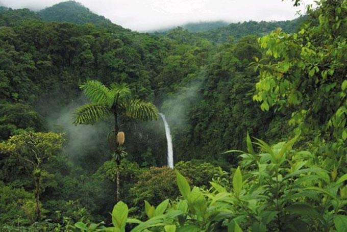 Guinea-Ecuatorial-Biodiversity-Conservation-Wild-Jungle